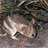 bandicoot